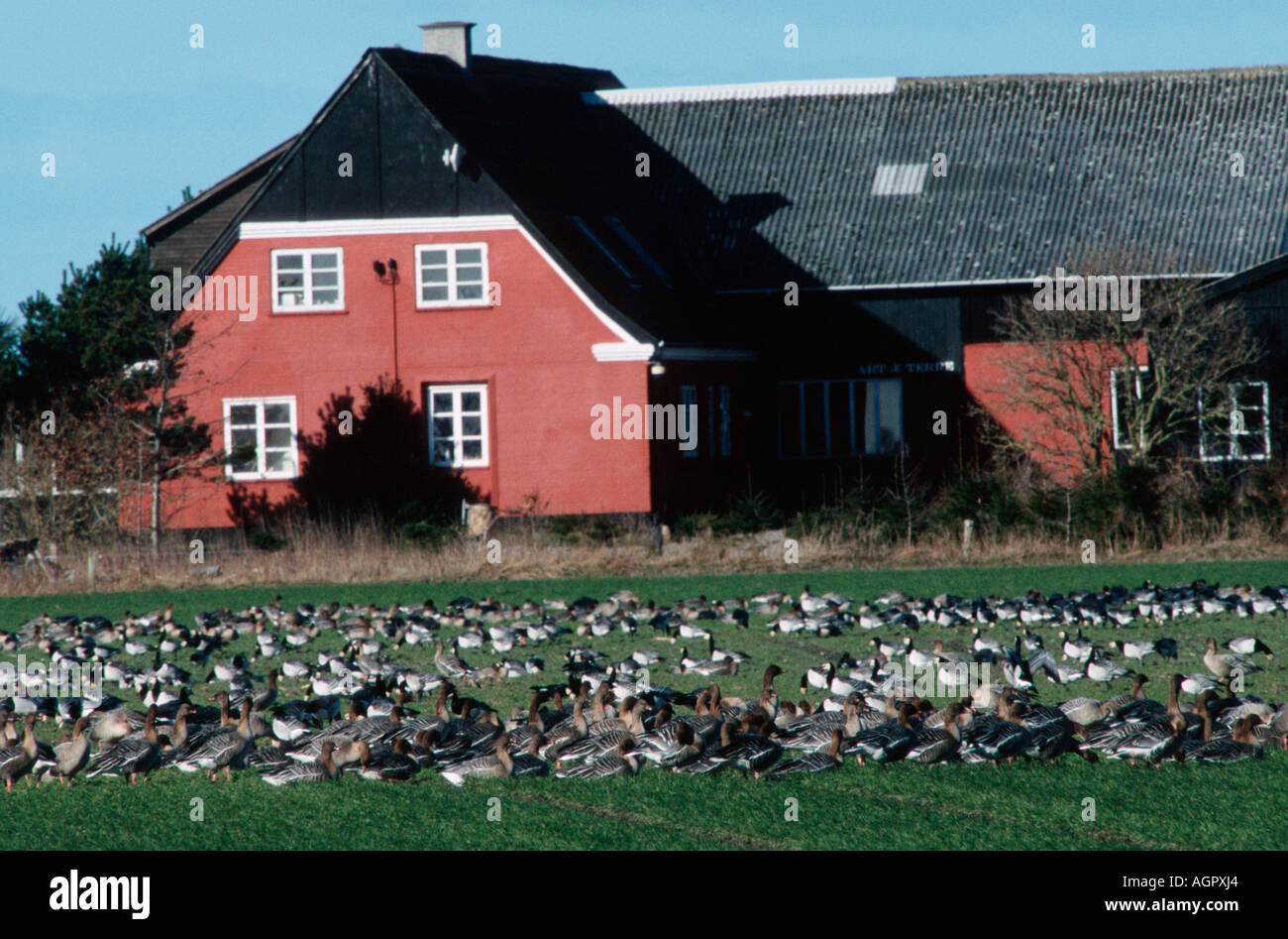 Pink-footed Goose / Kurzschnabelgans Banque D'Images