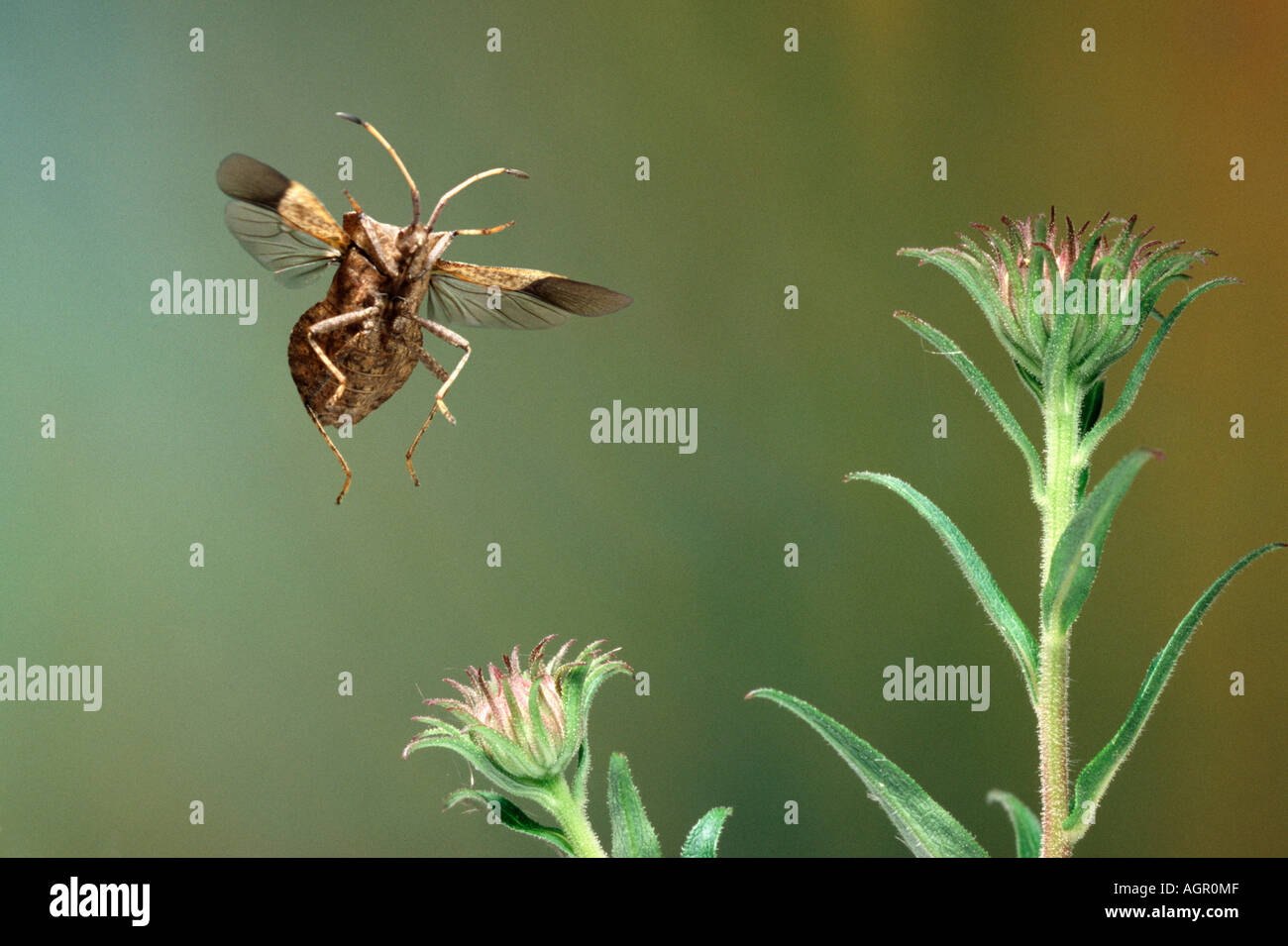 Coreid Bug Bug / Squash / Lederwanze Saumwanze / Banque D'Images