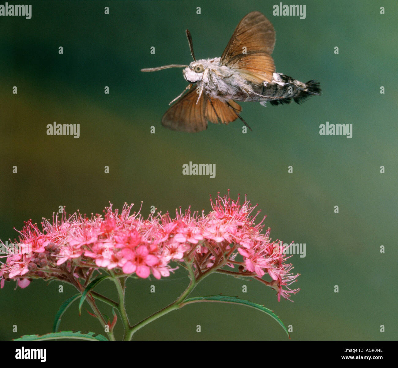 Humming-bird Hawk-moth Banque D'Images