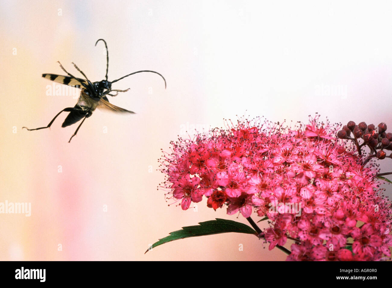 Longhorn Beetle / Gefleckter Schmalbock Banque D'Images