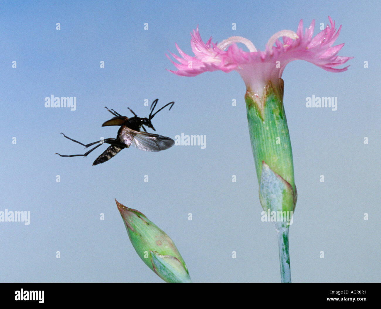 Longhorn Beetle / Schmalbock Geschwaerzter Schmalbock / Kleiner Banque D'Images