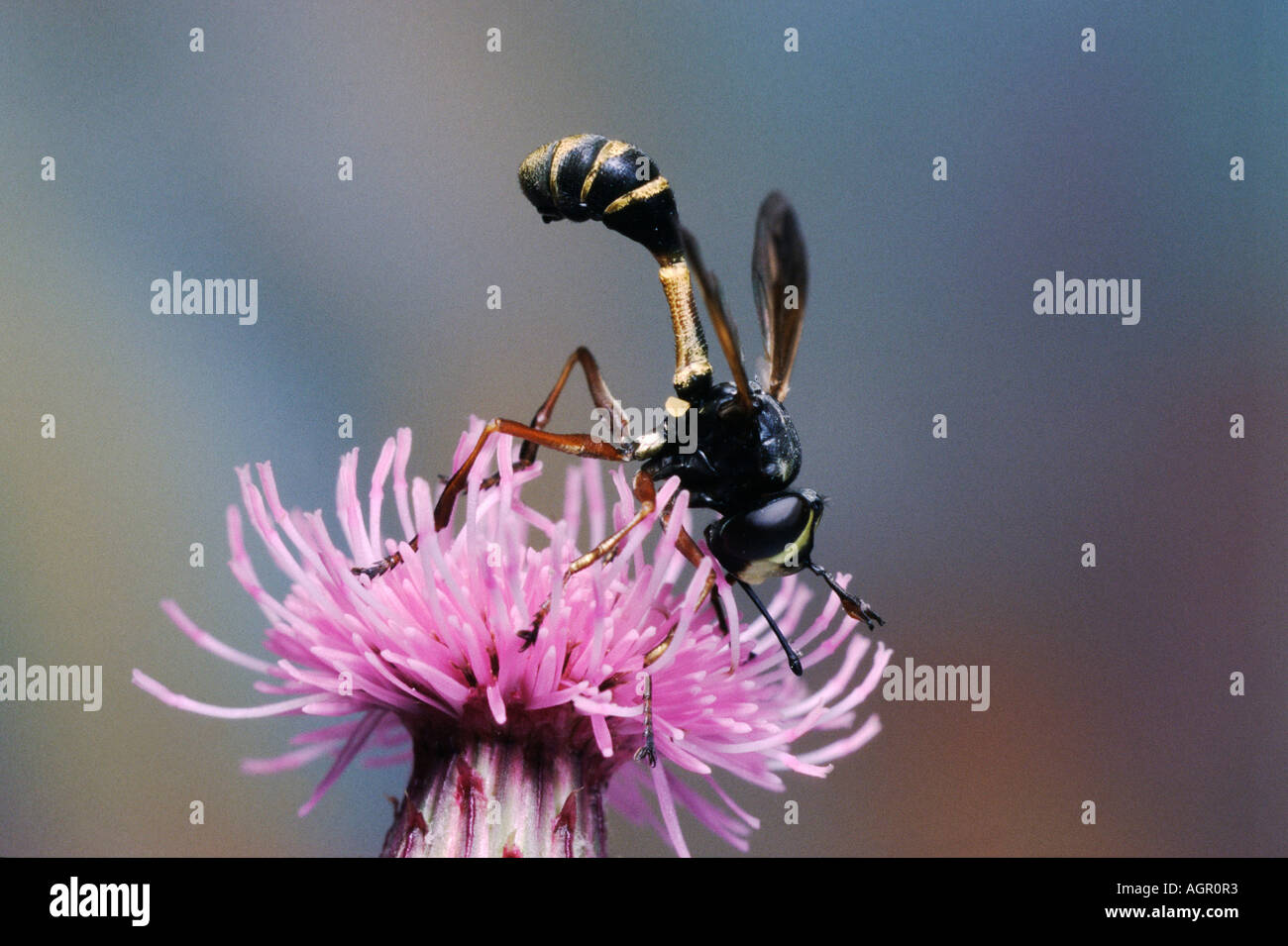 Digger Wasp / Grabwespe Banque D'Images
