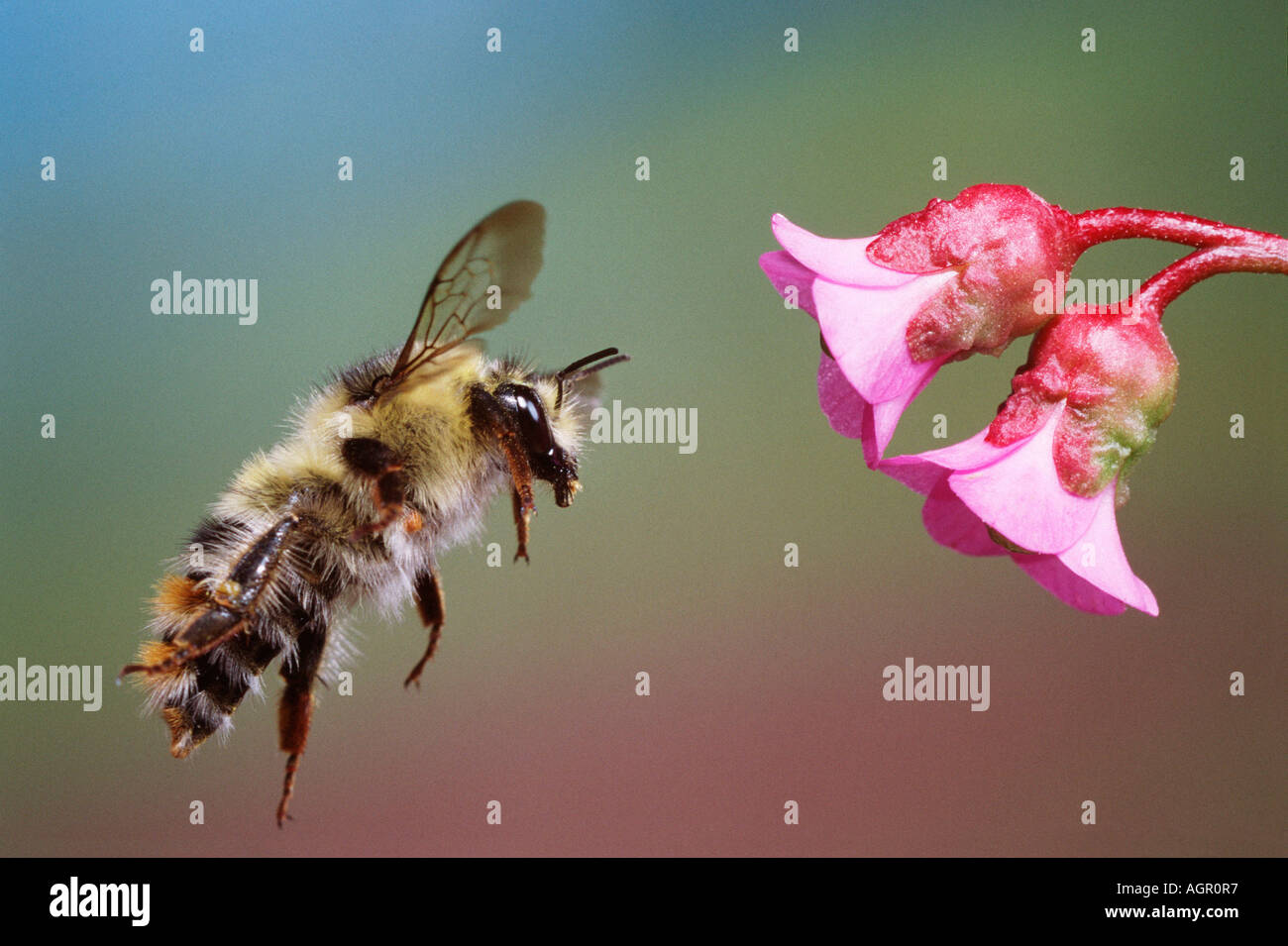 Cullum's Bumblebee / Cullumanus-Hummel Banque D'Images