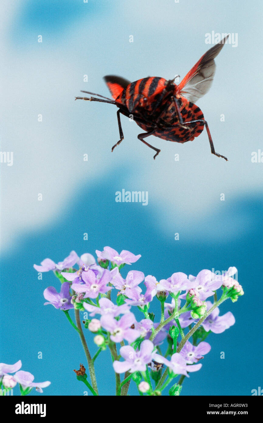 Shieldbug / Streifenwanze Schildwanze / Gestreifte Banque D'Images