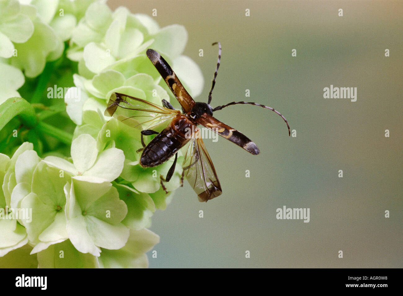 Longhorn Beetle / Zierbock Banque D'Images