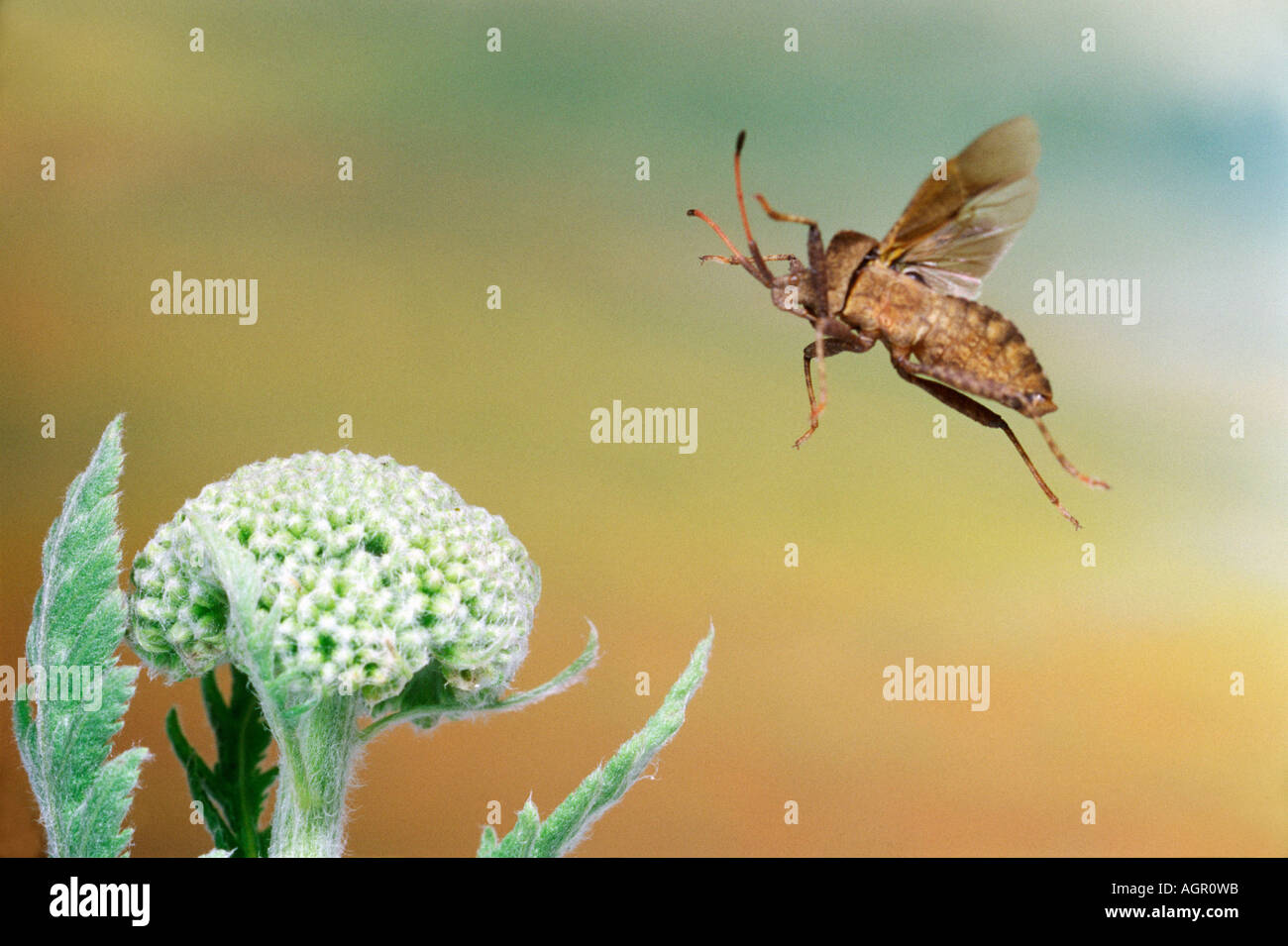 Coreid Bug Bug / Squash / Lederwanze Saumwanze / Banque D'Images