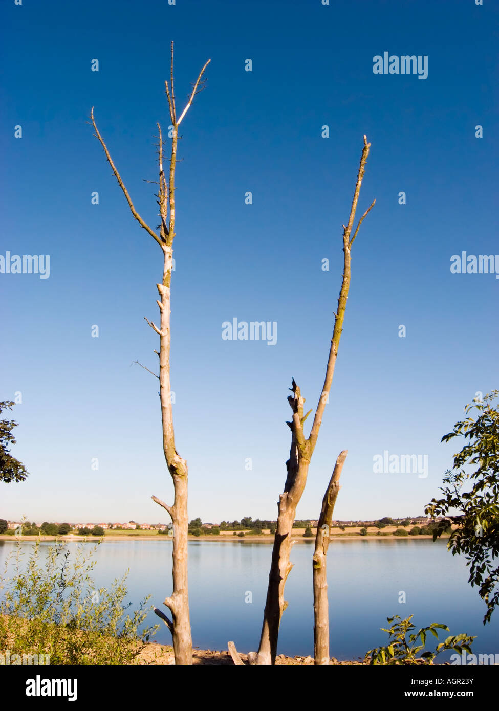 Arbre mort par l'eau avec ciel bleu Banque D'Images