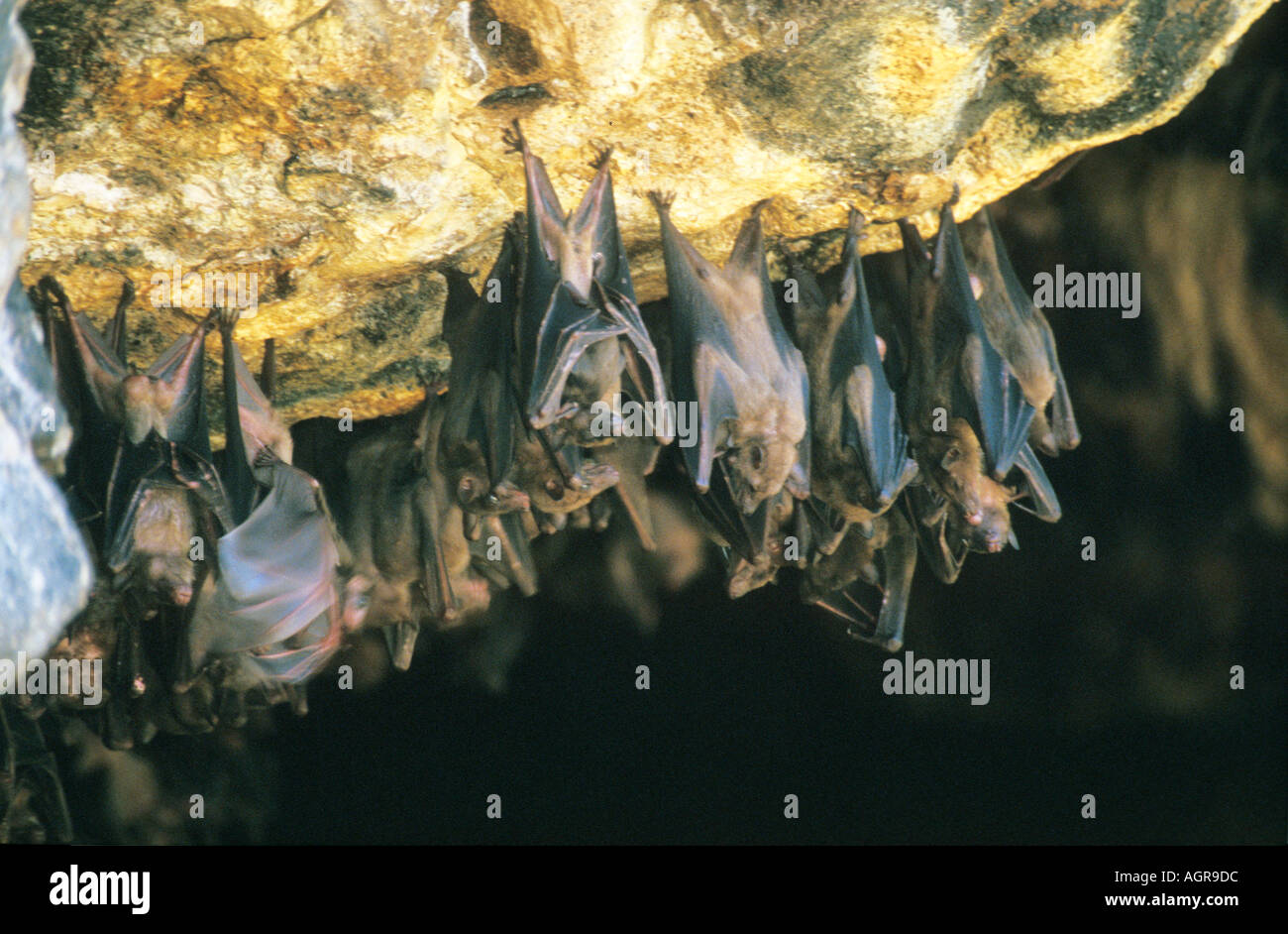 Les chauves-souris frugivores de Bali Indonésie Goa Lawah Banque D'Images