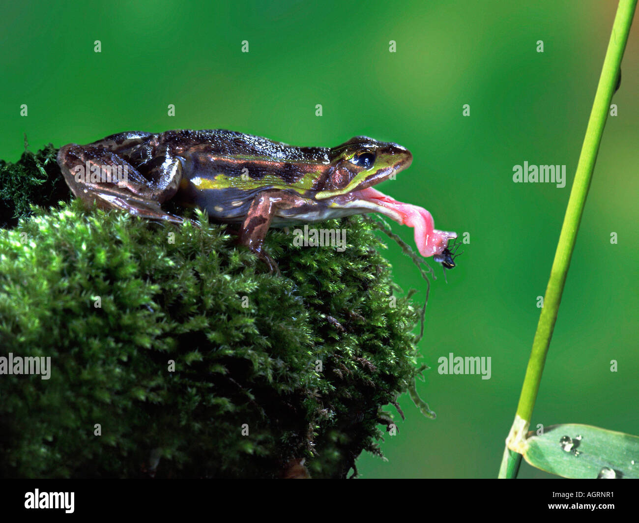 Grenouille commune européenne Banque D'Images