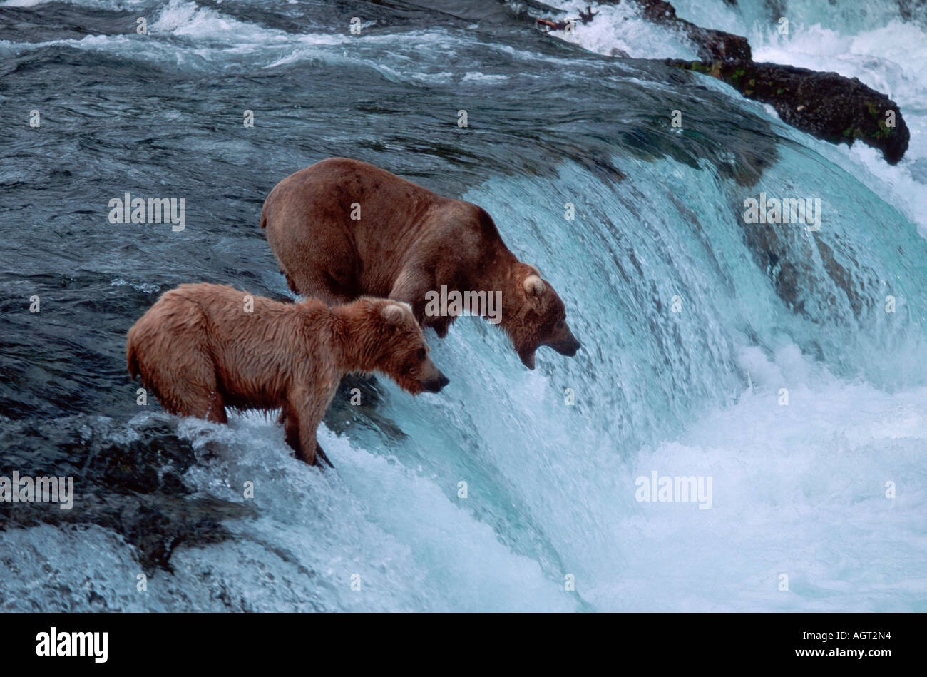 Grizzly Bear Banque D'Images