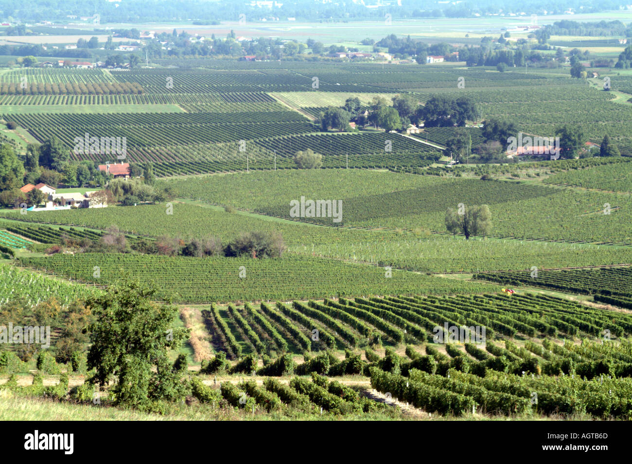 Vignes et vignobles à Monbazillac Bergerac Dordogne France UE Banque D'Images