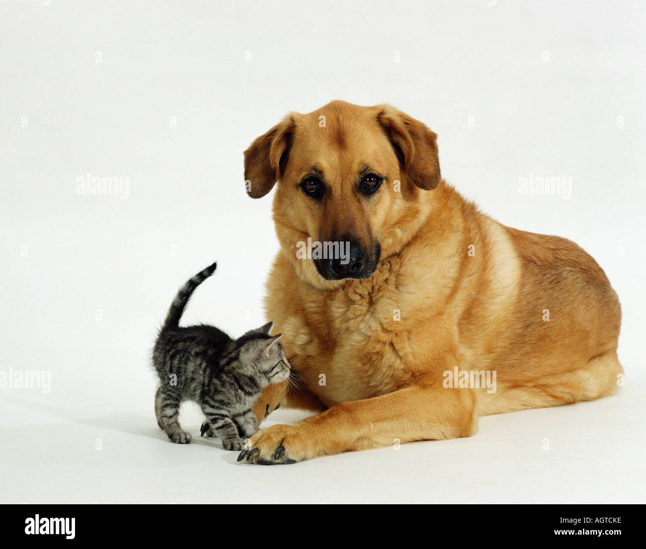Chiens et chats Banque D'Images