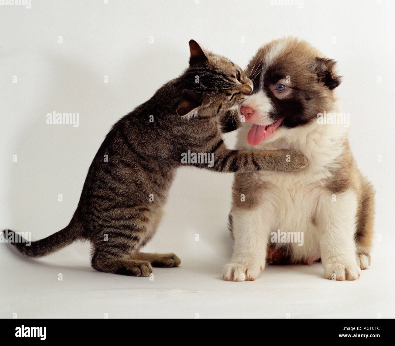 Dog et chat domestique Banque D'Images