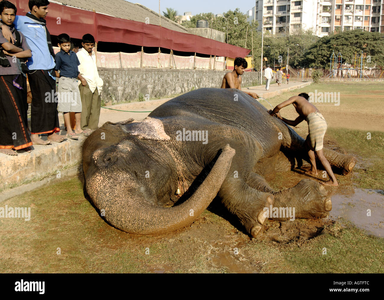 HMA79936 éléphant asiatique Elephas maximus étant donné un bain par son Mahavat l'Inde Banque D'Images