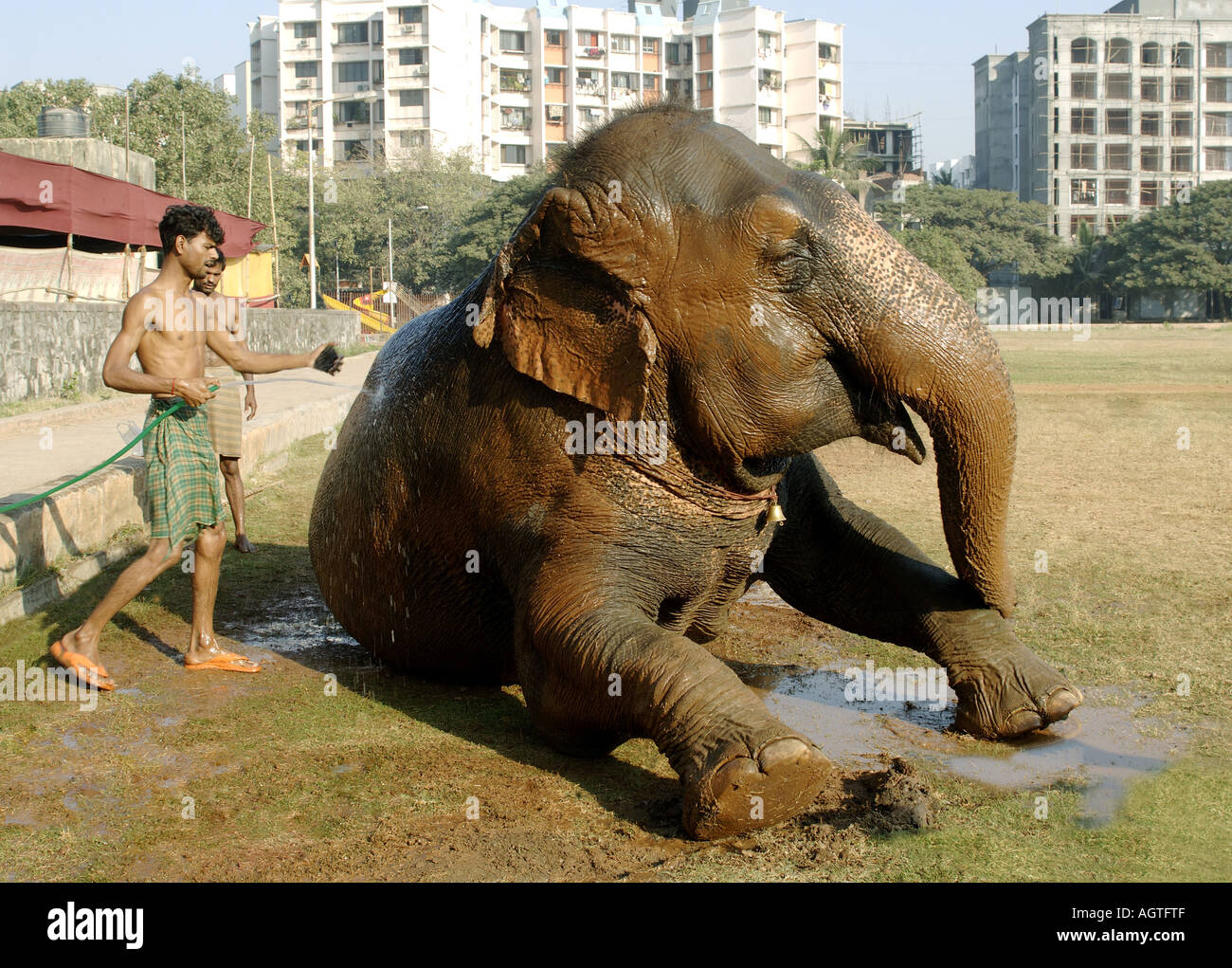 HMA79937 éléphant asiatique Elephas maximus étant donné un bain par son Mahavat l'Inde Banque D'Images
