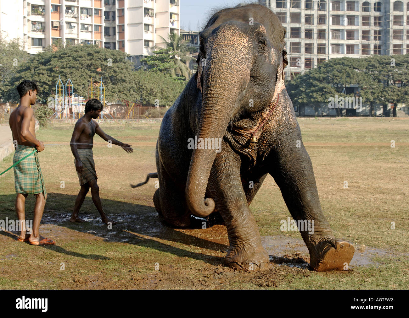 HMA79938 éléphant asiatique Elephas maximus étant donné un bain par son Mahavat l'Inde Banque D'Images