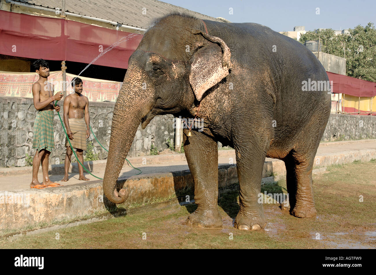 HMA79940 éléphant asiatique Elephas maximus étant donné un bain par son Mahavat l'Inde Banque D'Images