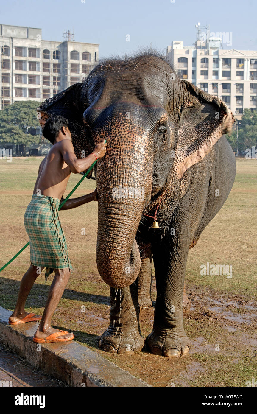 HMA79941 éléphant asiatique Elephas maximus étant donné un bain par son Mahavat l'Inde Banque D'Images