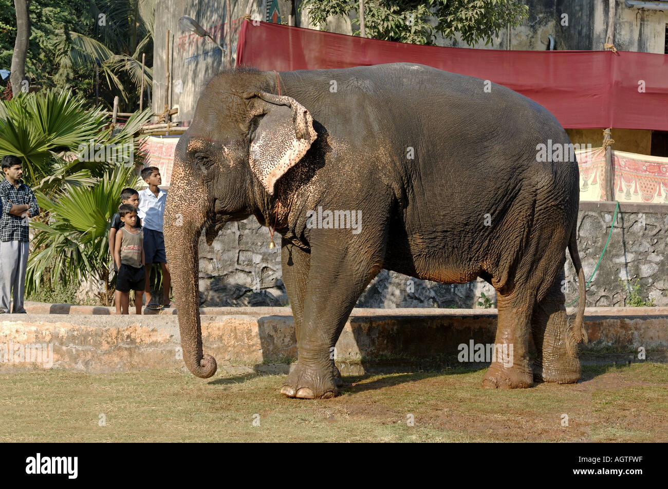 HMA79942 éléphant asiatique Elephas maximus Banque D'Images