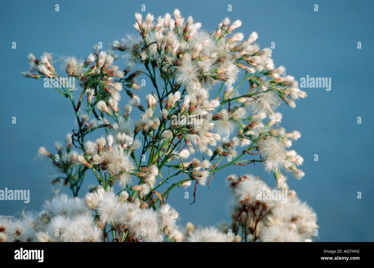 Aster de la mer Banque D'Images