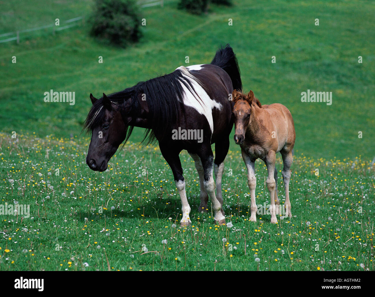 American Paint horse Quarter Horse / Banque D'Images