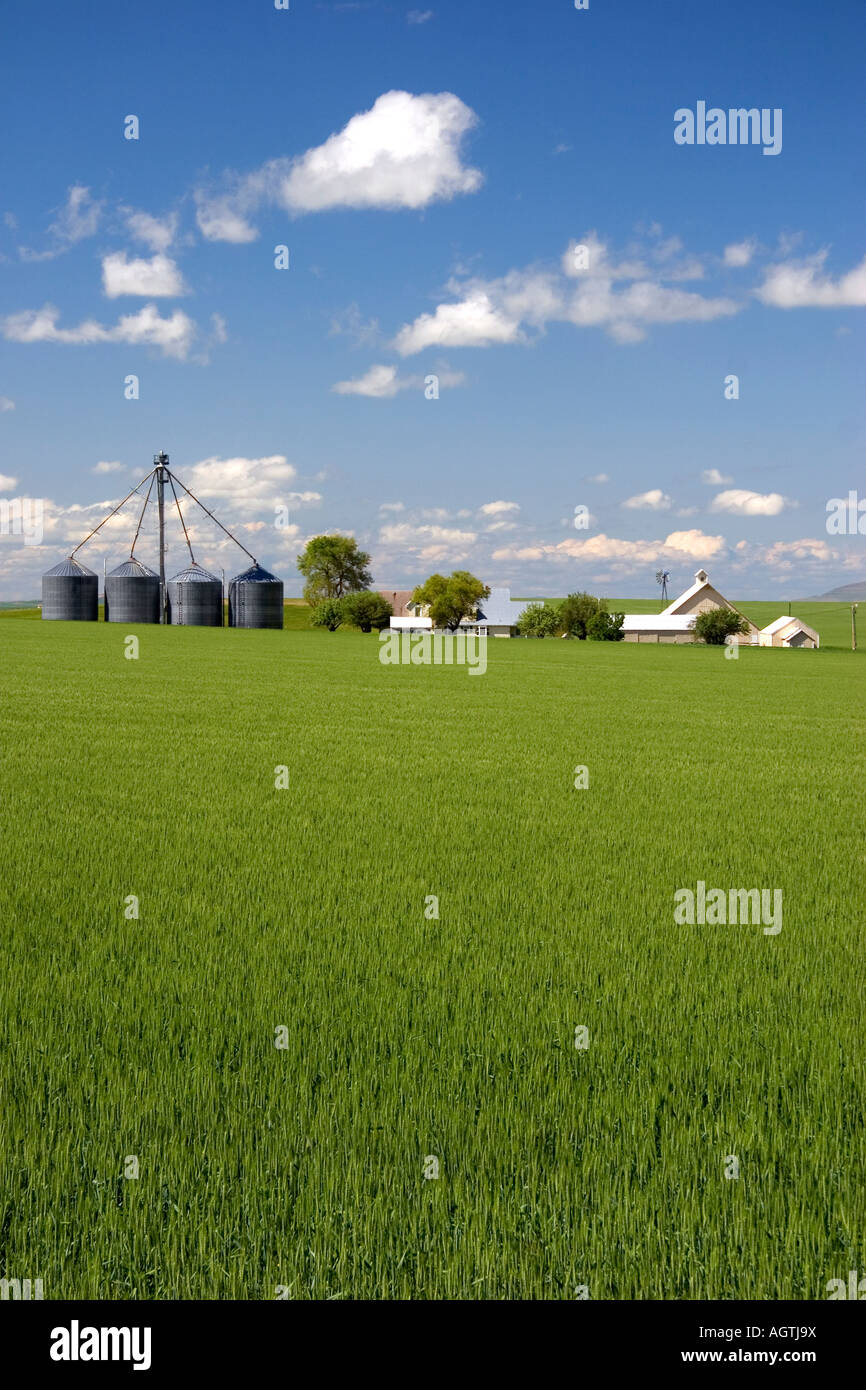 Les champs de blés verts et ferme à l'Idaho Grangeville Banque D'Images