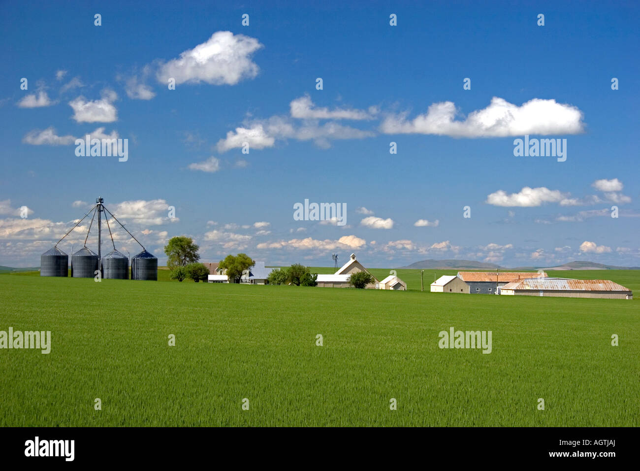 Les champs de blés verts et ferme à l'Idaho Grangeville Banque D'Images