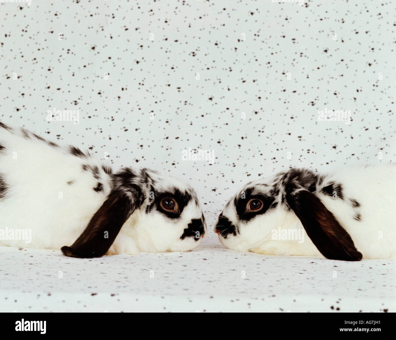 Lop-eared Lapins Banque D'Images