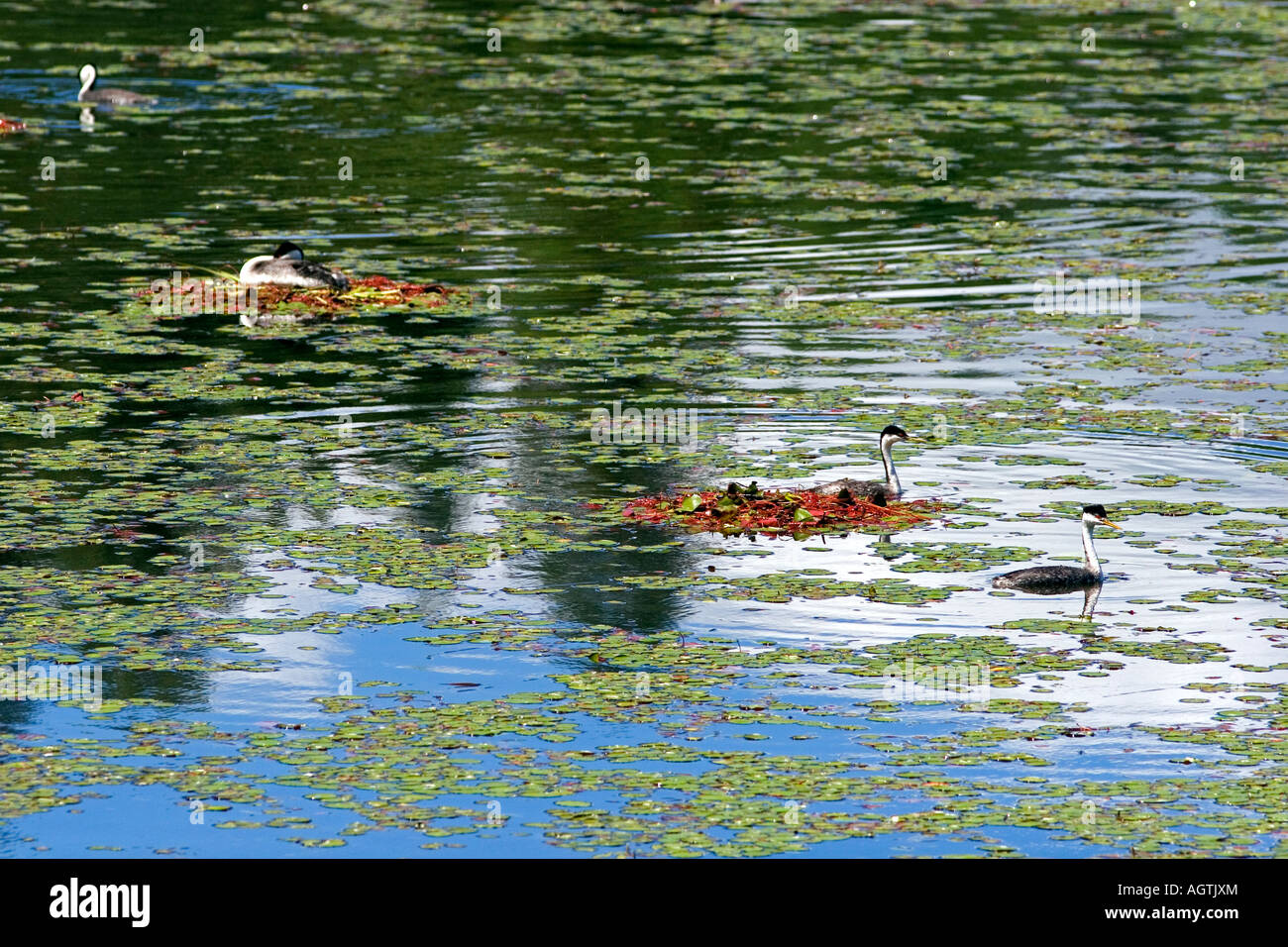 Grèbe élégant oiseaux nichant dans le lac Grotte Florida Banque D'Images