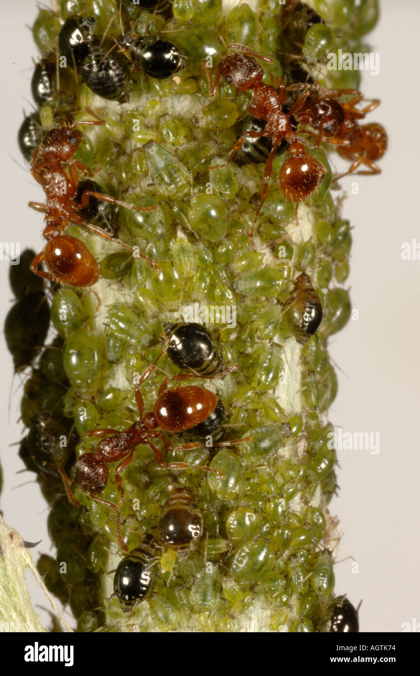 Rhopalosiphum Insertum puceron chardon cardui colonie sur l'artichaut avec fourmis rouge Myrmica sp participant à Banque D'Images