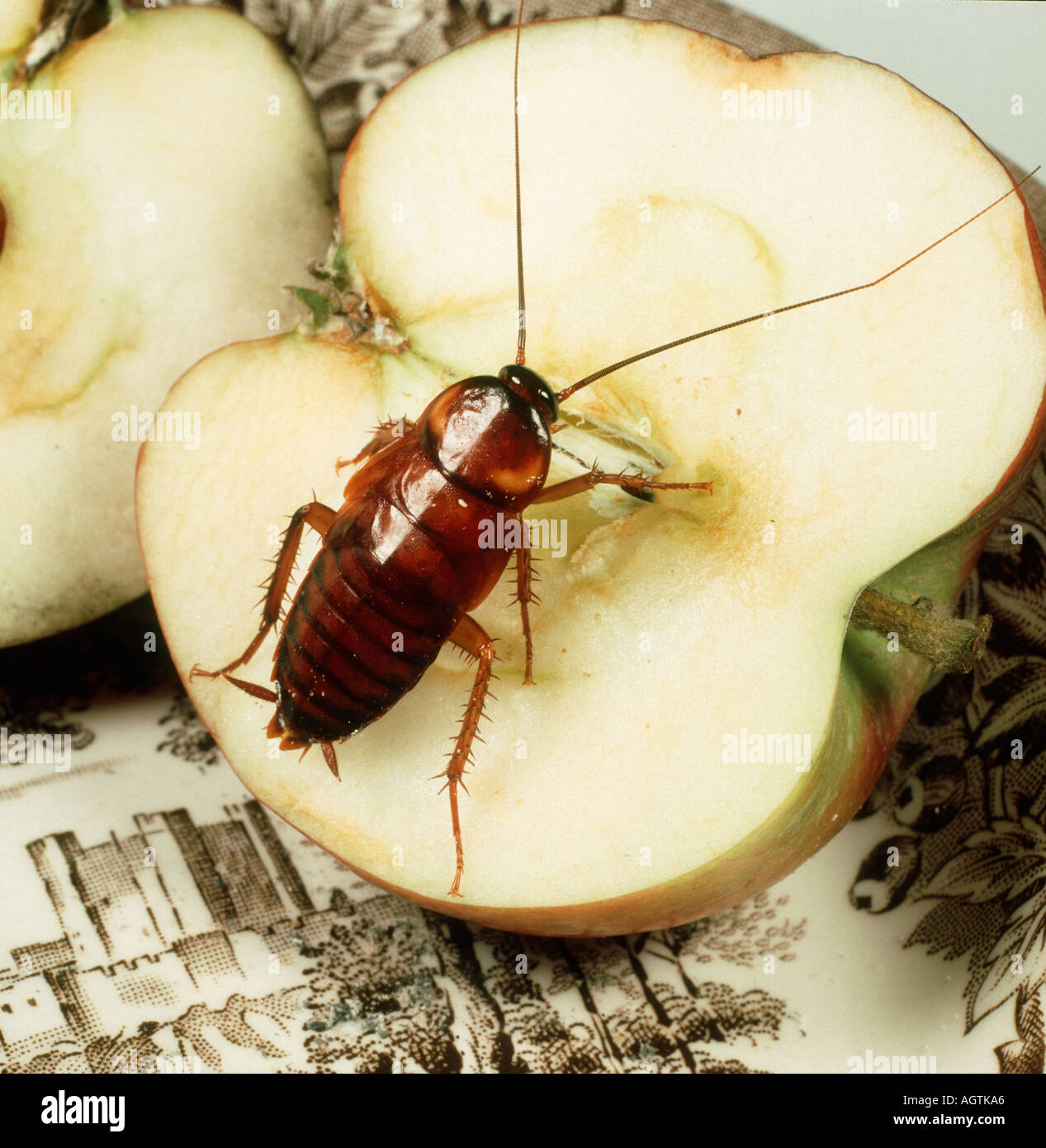 American Cockroach Periplenata americana nymph sur une pomme Banque D'Images