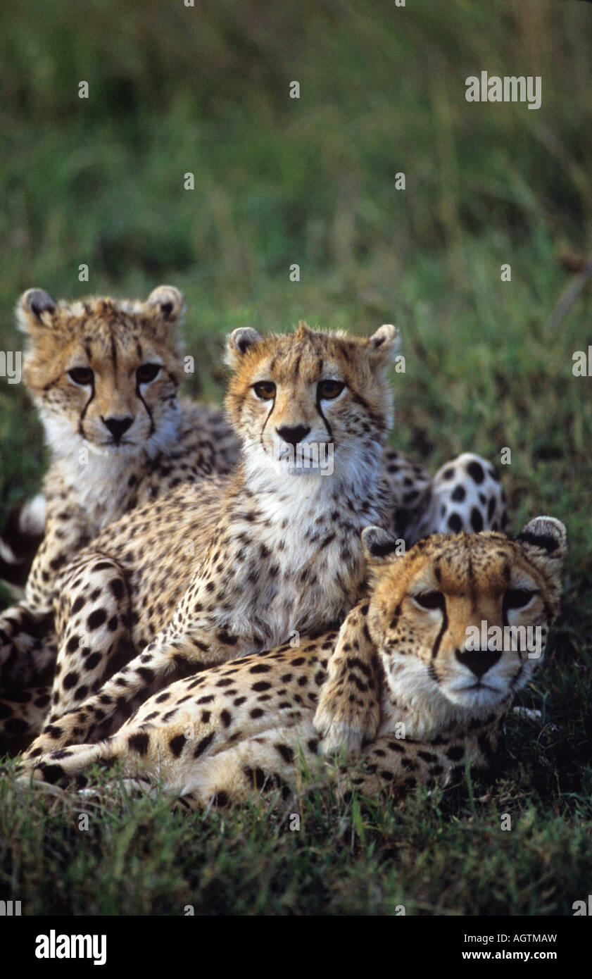 Les jeunes chiots chiot Kenya guépard pose sont les guépards afrique animal animaux chat chats wildcats wildcat gros mammifères Mammifères Mammifères Banque D'Images