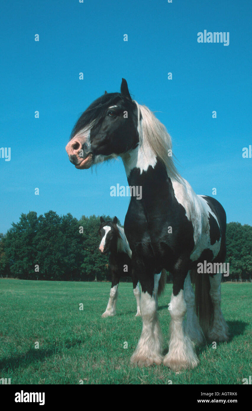 Poney Tinker irlandais Banque D'Images
