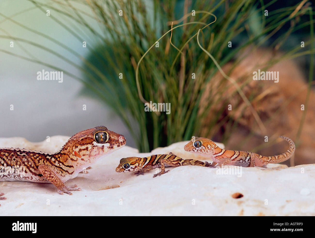 Madagascar Gecko au sol Banque D'Images
