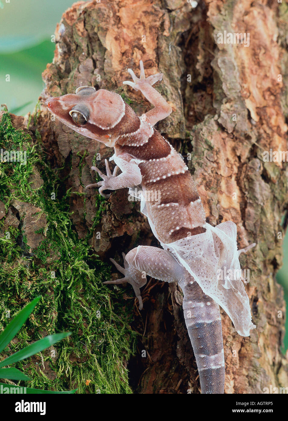 Gecko Forêt intermédiaire Banque D'Images