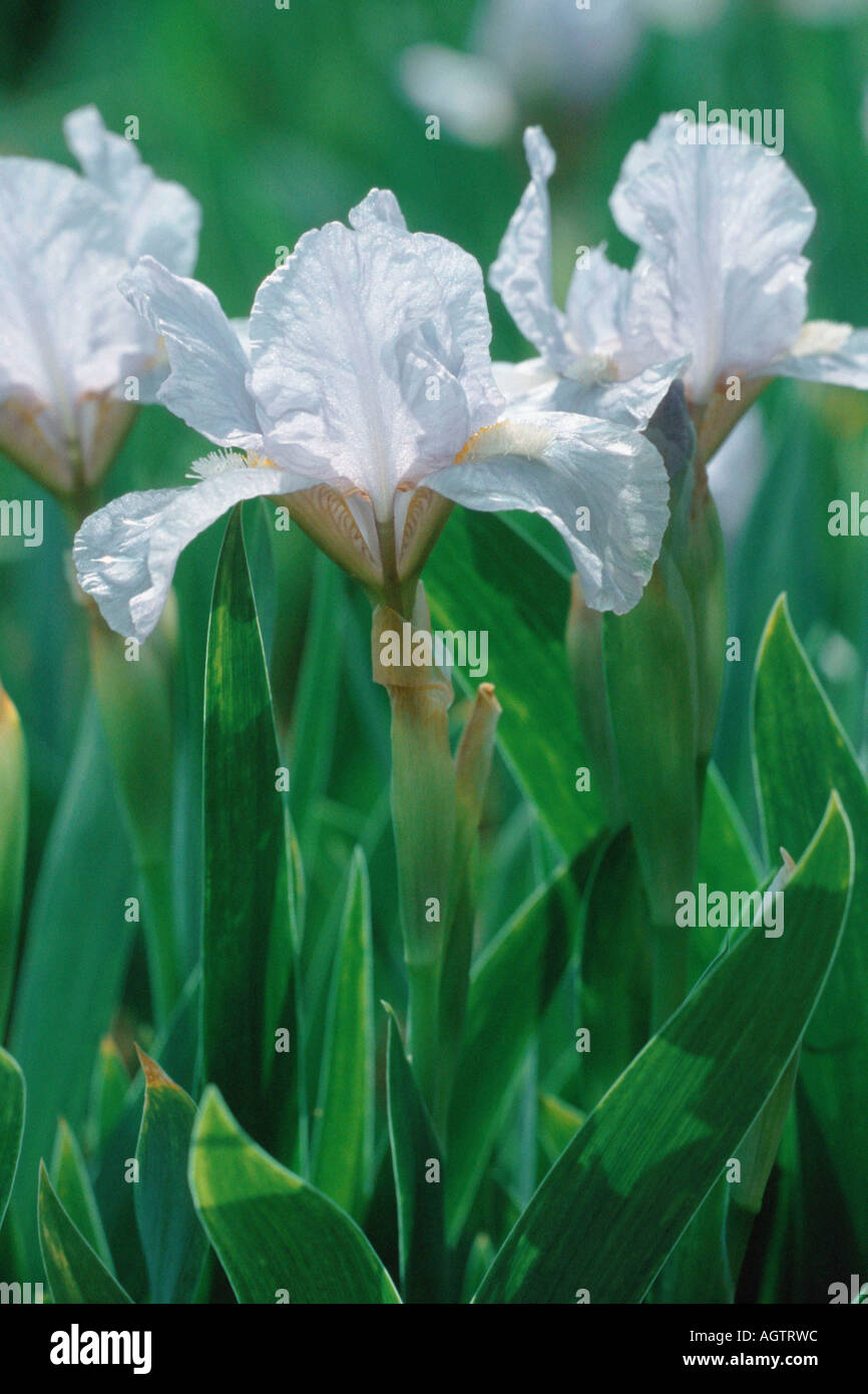 Iris nain Banque D'Images