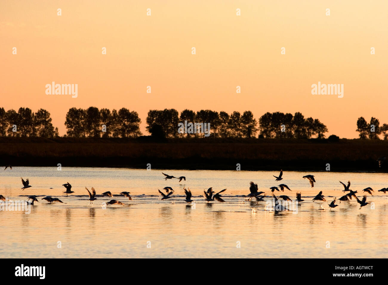 Les mouettes volent au coucher du soleil près de Le Mont Saint Michel dans la région de Basse Normandie France Banque D'Images