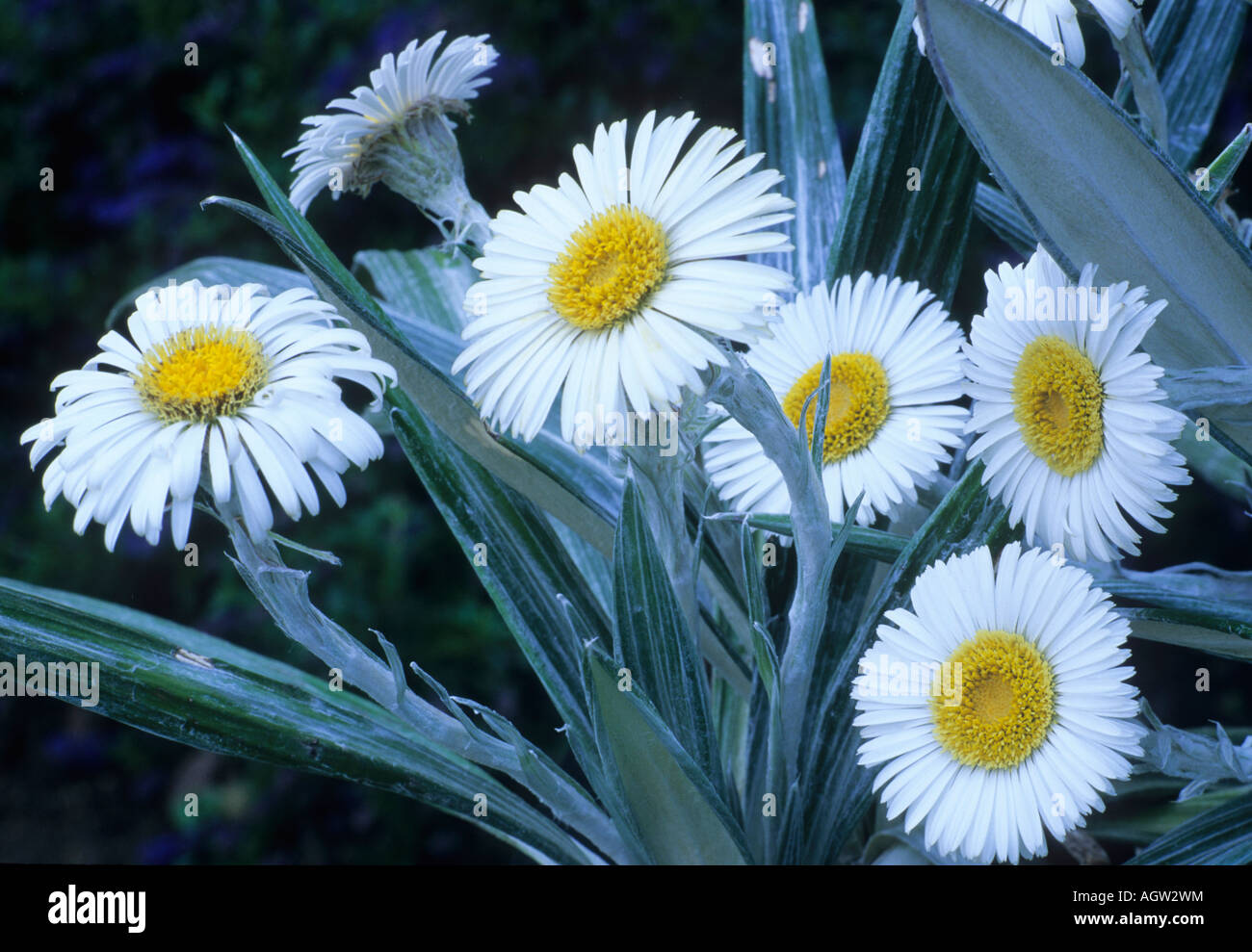 Celmisia spectabilis Banque D'Images