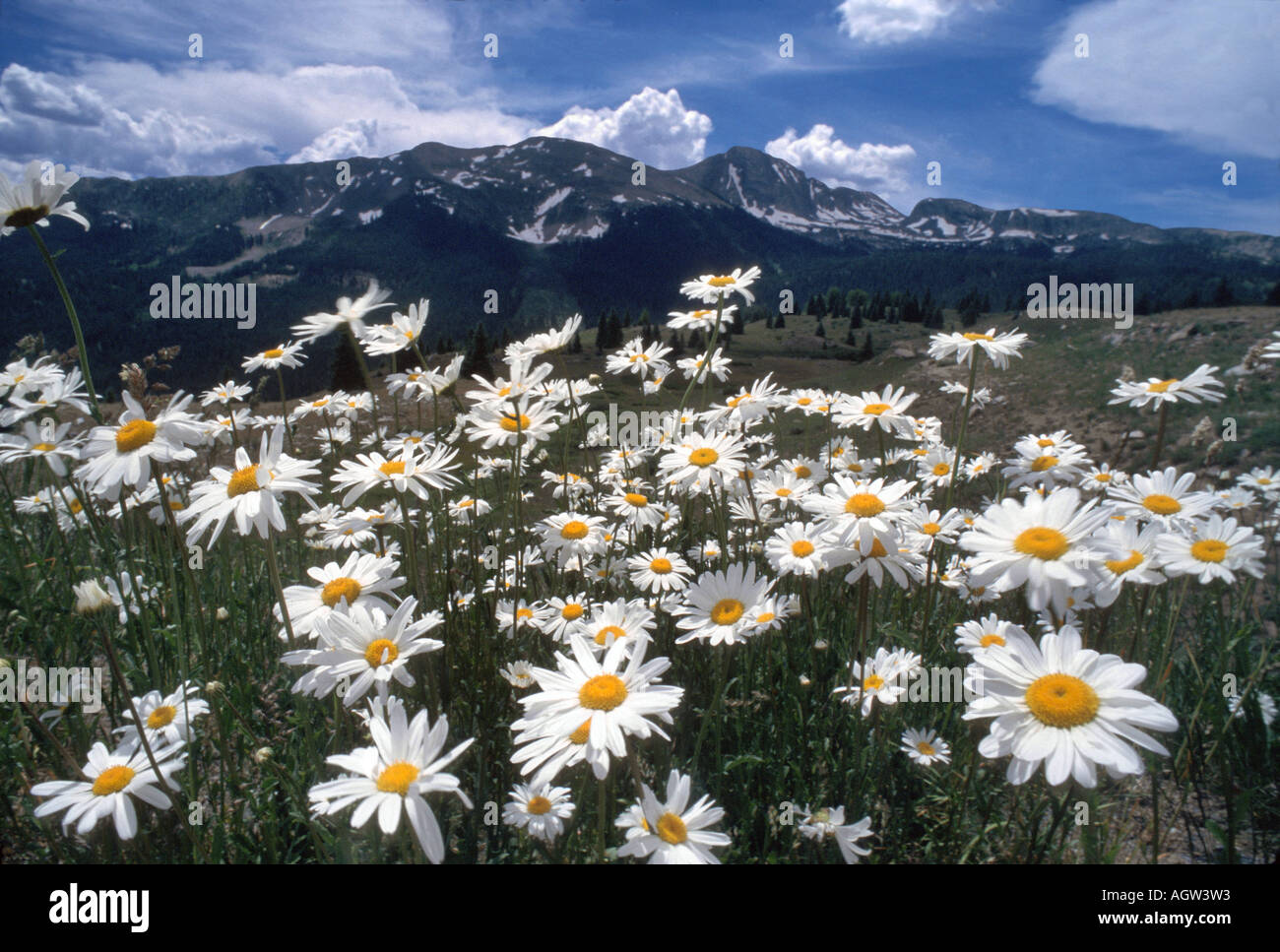 Fleurs sauvages dans les montagnes du Colorado Banque D'Images