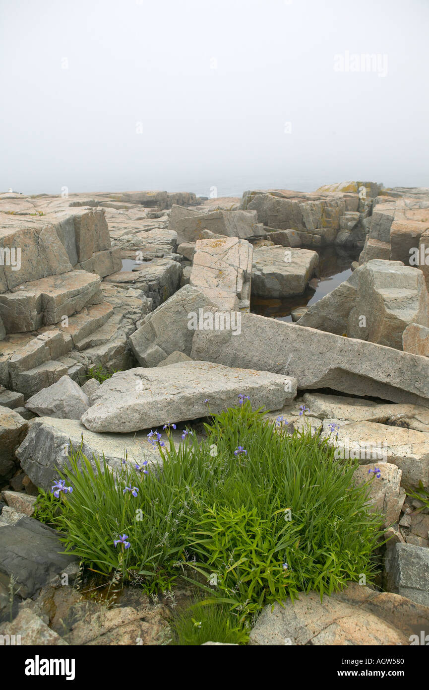 Fleurs de pierre et de la péninsule de Schoodic oceanside Acadia National Park Maine USA Banque D'Images