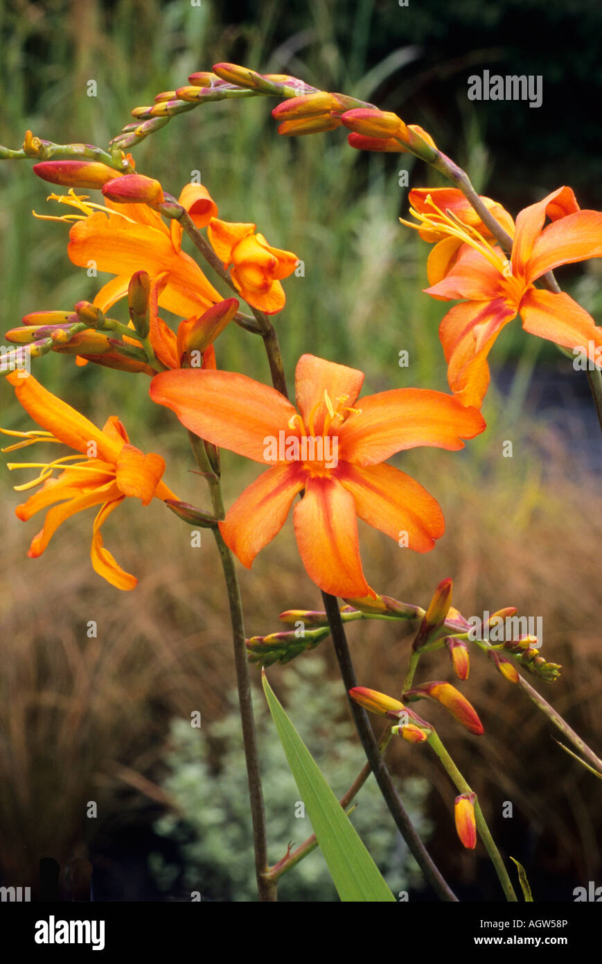 Crocosmia 'Zambèze' Montbretia plante de jardin fleur orange fleur crocosmias Banque D'Images
