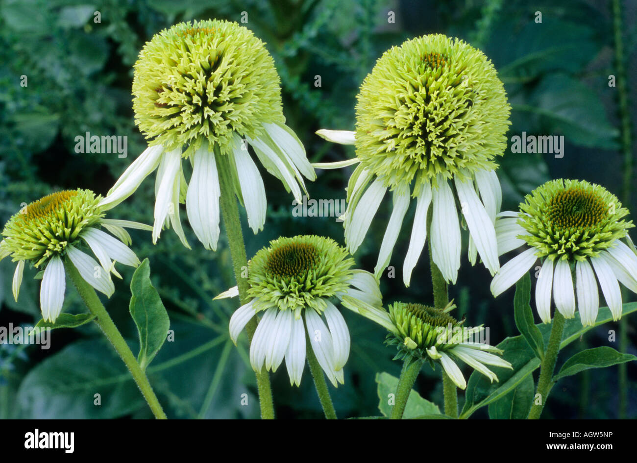 Echinacea Coconut Lime Banque D'Images