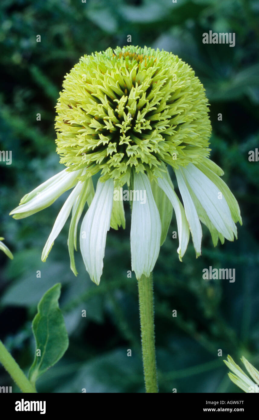 Echinacea Coconut Lime Banque D'Images