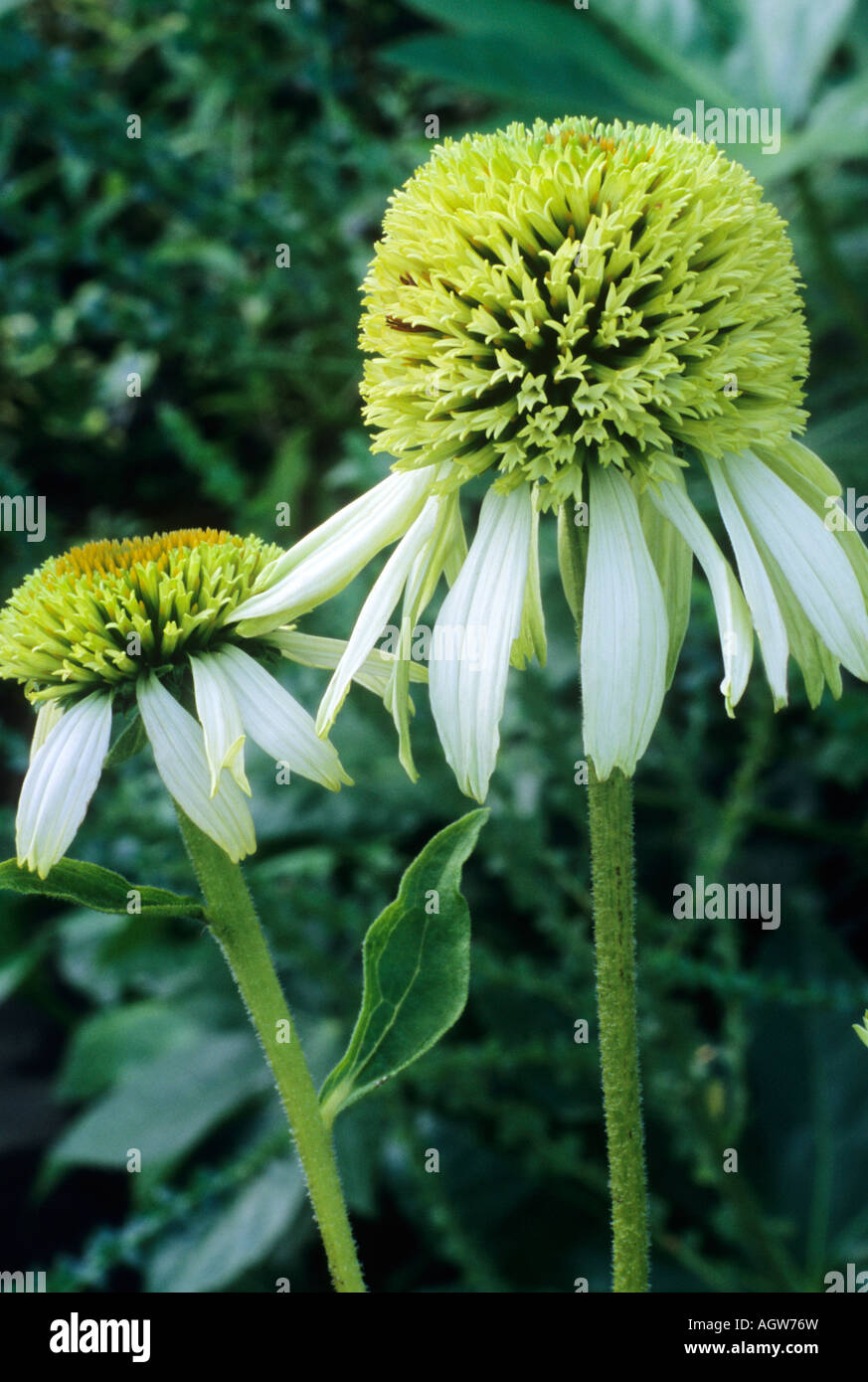 Echinacea Coconut Lime Banque D'Images