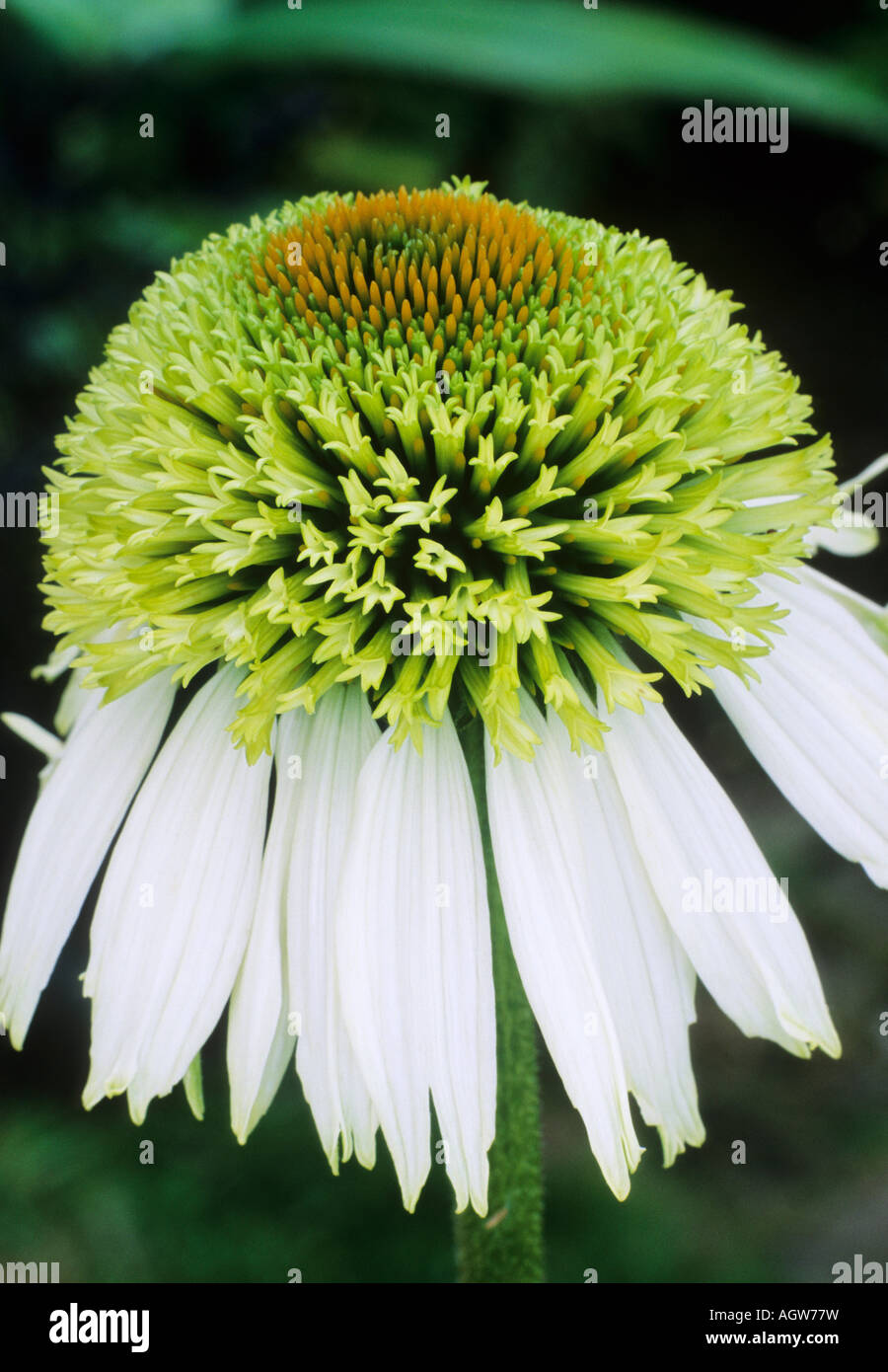 Echinacea Coconut Lime Banque D'Images