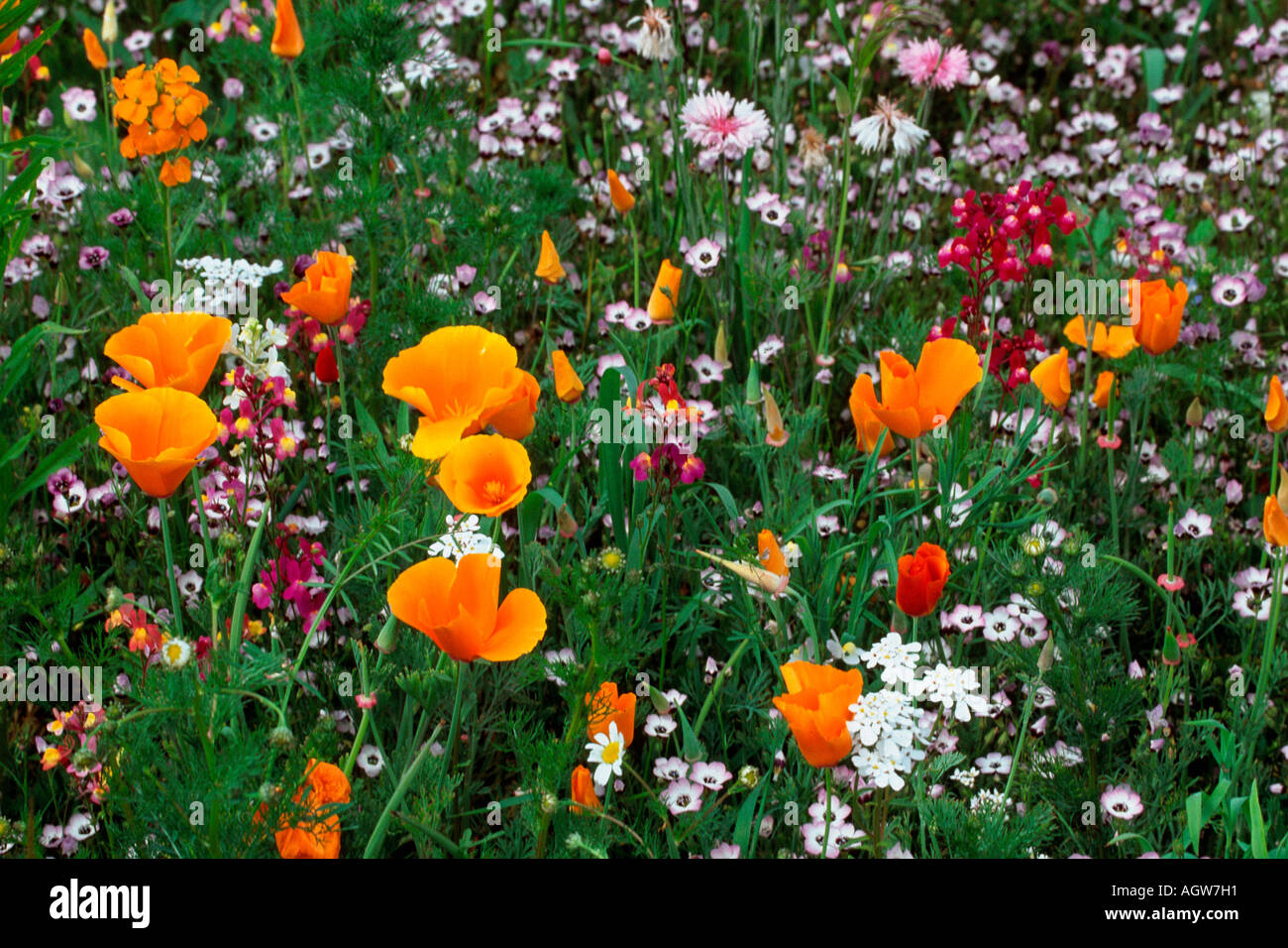 Flower Meadow / Blumenwiese Banque D'Images