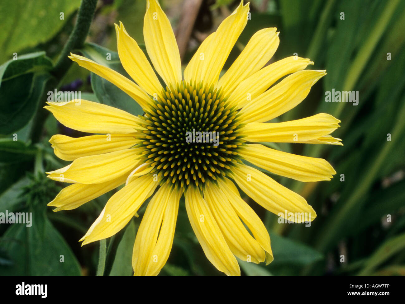 Echinacea Sunrise Banque D'Images