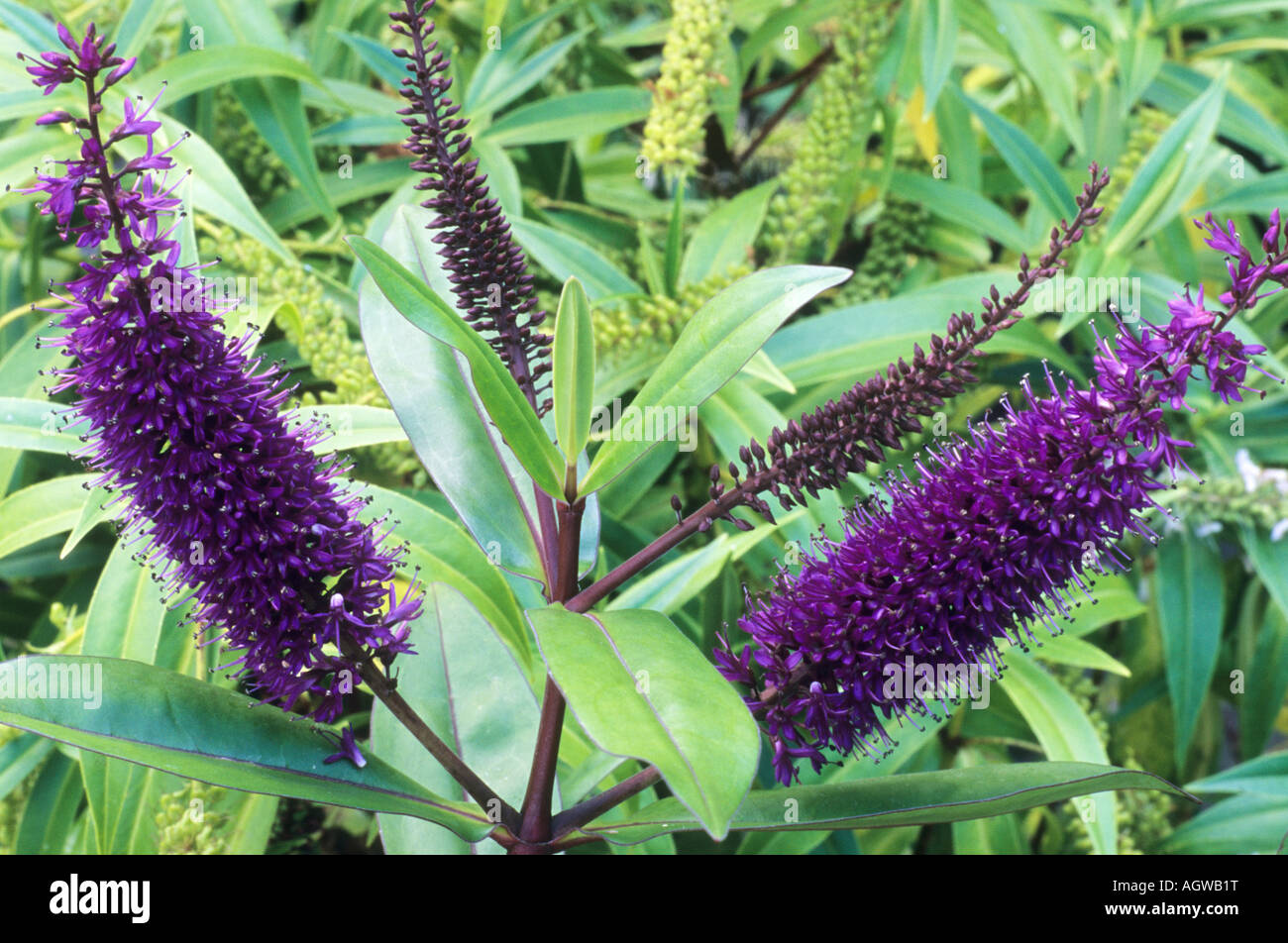 Hebe Wiri Prince Banque D'Images