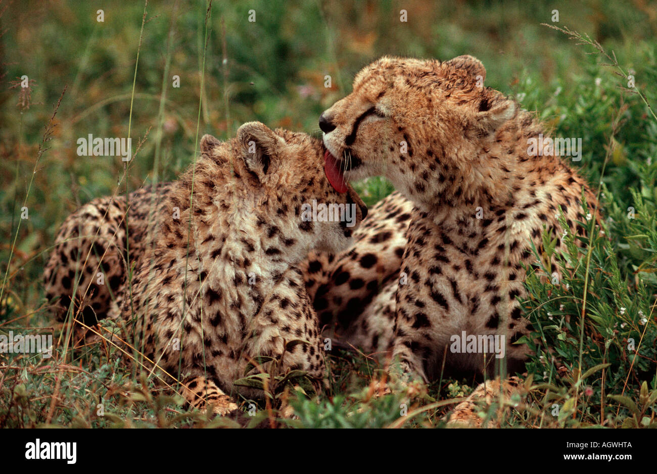 / Cheetah guépard Banque D'Images