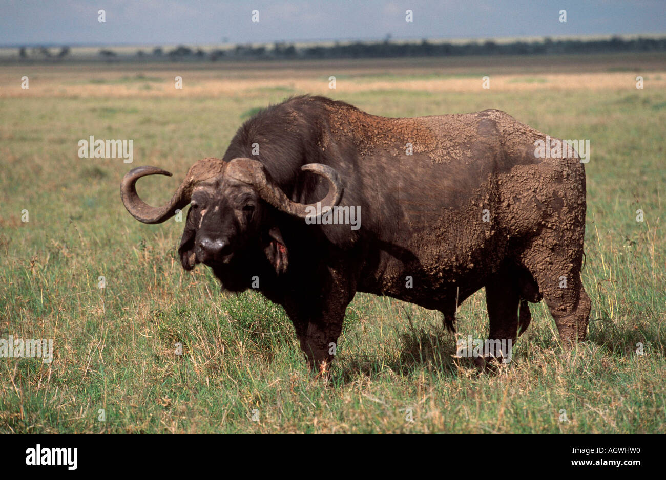 Buffle d'Afrique / Kaffernbueffel / Banque D'Images